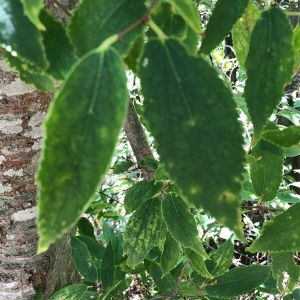 Photographie n°2230025 du taxon Celtis australis L. [1753]