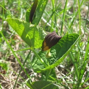 Photographie n°2230029 du taxon Aristolochia rotunda L. [1753]