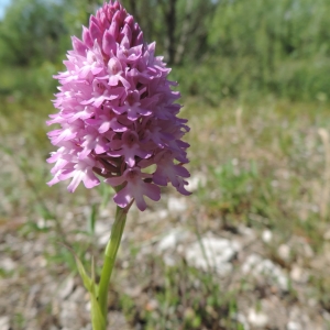 Photographie n°2230033 du taxon Anacamptis pyramidalis (L.) Rich. [1817]