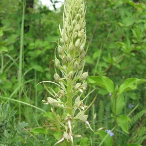 Photographie n°2230035 du taxon Himantoglossum hircinum (L.) Spreng. [1826]