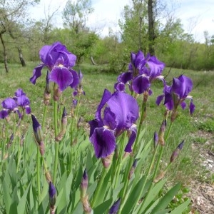 Photographie n°2230050 du taxon Iris germanica L. [1753]