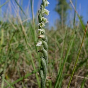 Photographie n°2230074 du taxon Spiranthes autumnalis Rich. [1817]