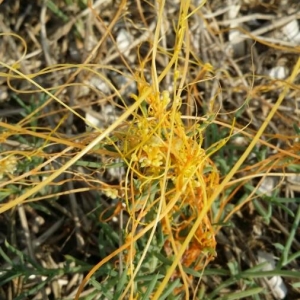 Photographie n°2230077 du taxon Cuscuta europaea L. [1753]