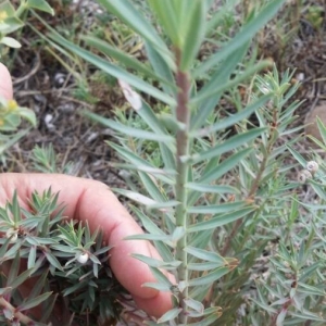 Photographie n°2230088 du taxon Euphorbia paralias L. [1753]