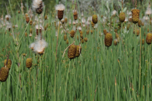 Jean-Michel Faton, le  7 juin 2009 (04210 Valensole, France)