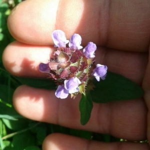 Photographie n°2230220 du taxon Prunella vulgaris L. [1753]