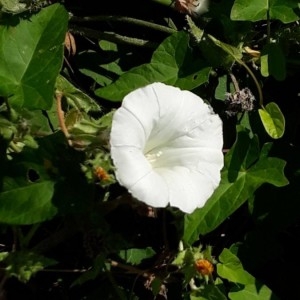 Photographie n°2230278 du taxon Convolvulus sepium L. [1753]