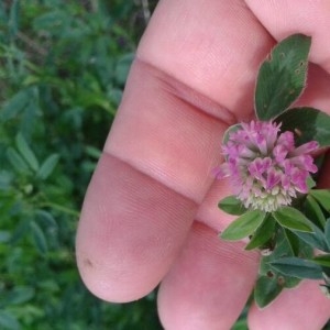 Photographie n°2230301 du taxon Trifolium pratense L. [1753]