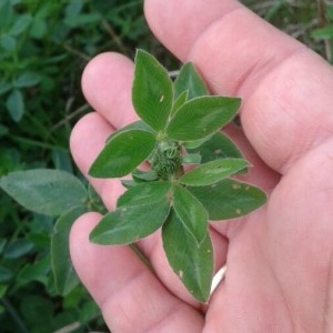 Photographie n°2230302 du taxon Trifolium pratense L. [1753]