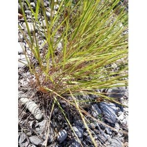 Eragrostis spectabilis var. sparsihirsuta Farw.