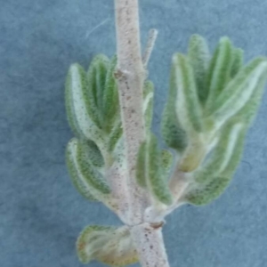 Photographie n°2230317 du taxon Thymus vulgaris L. [1753]