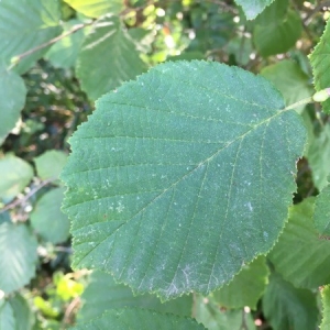 Photographie n°2230342 du taxon Corylus avellana L. [1753]