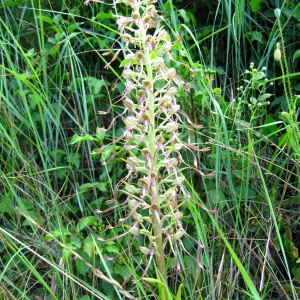 Photographie n°2230346 du taxon Himantoglossum hircinum (L.) Spreng. [1826]