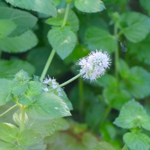 Photographie n°2230365 du taxon Mentha aquatica L. [1753]