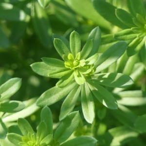 Photographie n°2230393 du taxon Galium mollugo L. [1753]