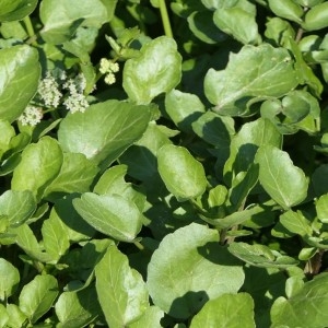 Photographie n°2230405 du taxon Nasturtium officinale R.Br. [1812]