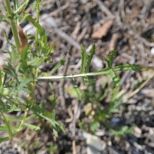 Photographie n°2230414 du taxon Cephalaria leucantha (L.) Schrad. ex Roem. & Schult. [1818]