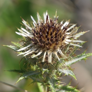 Photographie n°2230417 du taxon Carlina vulgaris L. [1753]