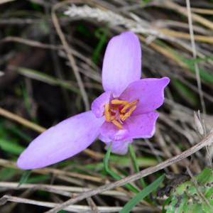 Photographie n°2230434 du taxon Colchicum autumnale L. [1753]