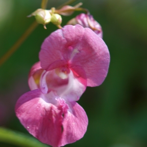 Photographie n°2230485 du taxon Impatiens glandulifera Royle [1833]