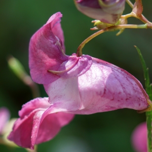 Photographie n°2230486 du taxon Impatiens glandulifera Royle [1833]