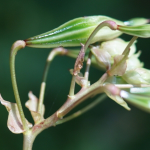 Photographie n°2230490 du taxon Impatiens glandulifera Royle [1833]