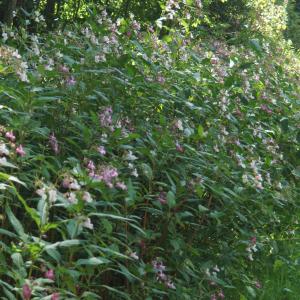 Photographie n°2230494 du taxon Impatiens glandulifera Royle [1833]