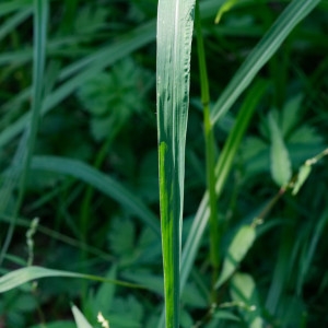 Photographie n°2230509 du taxon Echinochloa crus-galli (L.) P.Beauv. [1812]