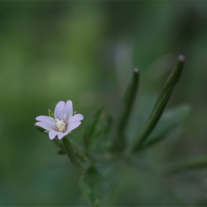 Photographie n°2230511 du taxon Epilobium roseum Schreb. [1771]