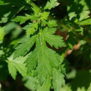 Photographie n°2230514 du taxon Artemisia vulgaris L. [1753]