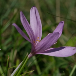 Photographie n°2230515 du taxon Colchicum autumnale L. [1753]