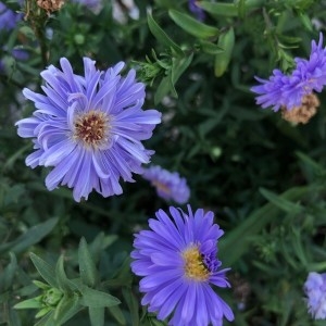 Photographie n°2230533 du taxon Symphyotrichum novi-belgii (L.) G.L.Nesom [1995]