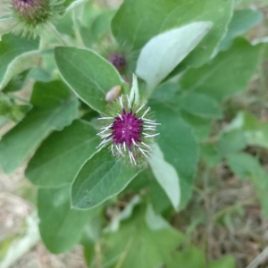 Photographie n°2230538 du taxon Arctium lappa L. [1753]