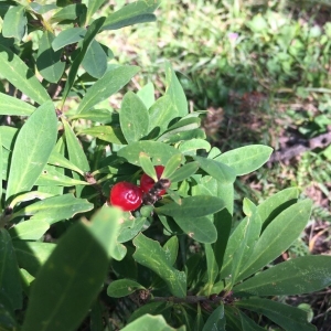 Photographie n°2230541 du taxon Daphne mezereum L. [1753]