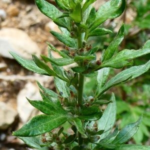 Photographie n°2230549 du taxon Artemisia L. [1753]