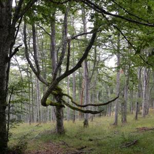 Photographie n°2230599 du taxon Fagus sylvatica L. [1753]