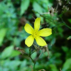 Photographie n°2230619 du taxon Lactuca muralis (L.) G.Mey. [1836]