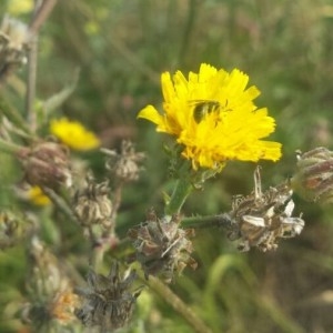 Photographie n°2230735 du taxon Crepis setosa Haller f. [1797]