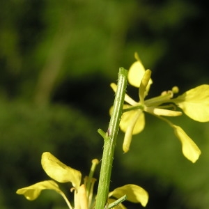 Photographie n°2230740 du taxon Sinapis arvensis L. [1753]