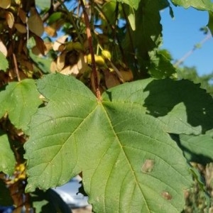 Photographie n°2230761 du taxon Acer pseudoplatanus L.