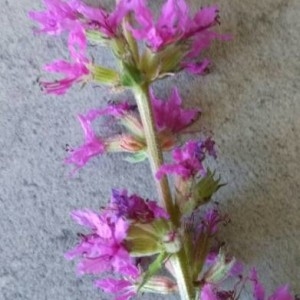 Photographie n°2230766 du taxon Lythrum salicaria L.