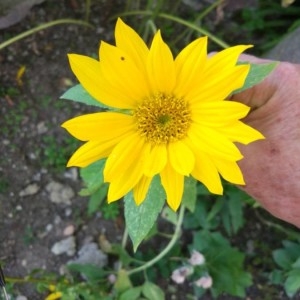 Photographie n°2230772 du taxon Helianthus annuus L. [1753]