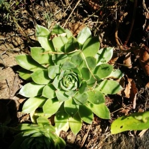 Photographie n°2230773 du taxon Sempervivum tectorum L. [1753]