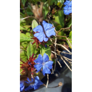 Ceratostigma willmottianum Stapf