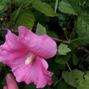 Photographie n°2230813 du taxon Alcea rosea L. [1753]