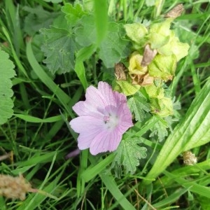 Photographie n°2230819 du taxon Malva moschata L. [1753]