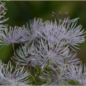 Photographie n°2230821 du taxon Thalictrum aquilegiifolium L. [1753]