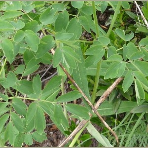 Photographie n°2230823 du taxon Thalictrum aquilegiifolium L. [1753]