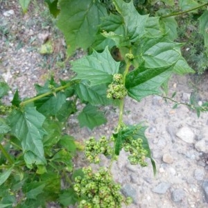 Photographie n°2230838 du taxon Chenopodiastrum hybridum (L.) S.Fuentes, Uotila & Borsch [2012]