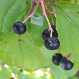 Photographie n°2230839 du taxon Cornus sanguinea L. [1753]